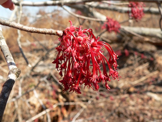 {Acer rubrum var. rubrum}